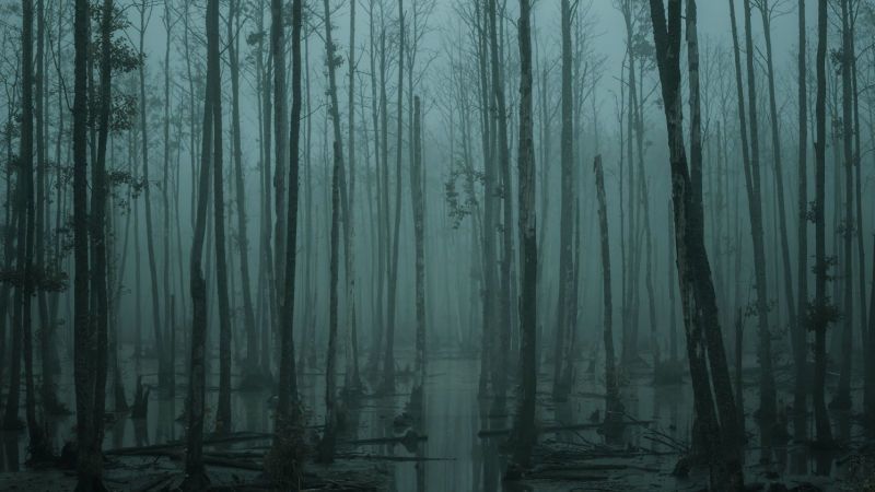 May the 4th be with you: How to harness the force of good CX to build brand loyalty and devotion - misty swamp in the moody forest