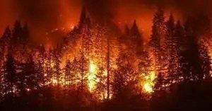 Wildfire engulfs forest and 211 LA county uses CXone to respond. 